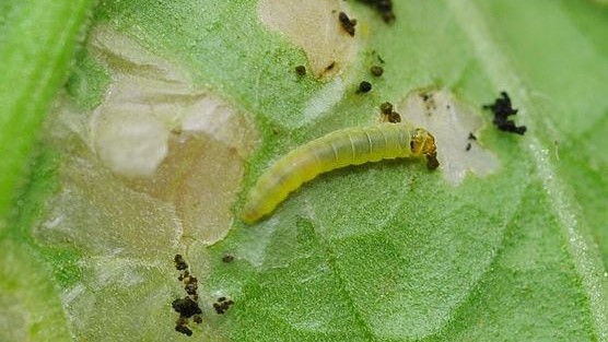 tuta-absoluta-hoja|parasitoide Dolichogenidea gelechiidivoris|tuta-absoluta-tomate